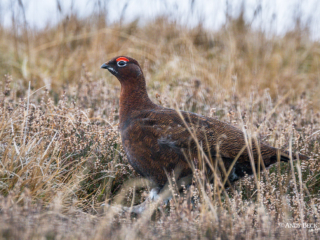 Red Grouse (male)
