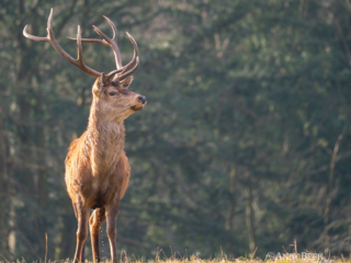 Red deer at Raby Castle Red deer at Raby Castle