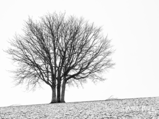 Trees at Low Force Trees at Low Force