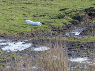 White stoat White stoat