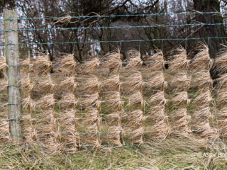 grasses on fence after Storm Malik grasses on fence after Storm Malik