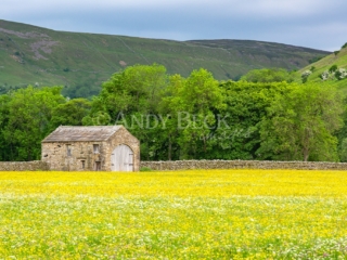 Dales Haymeadow, Swaledale North Yorkshire. Yorkshire Dales