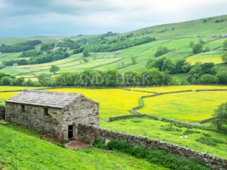 Gunnerside Meadows, Swaledale. Yorkshire Dales