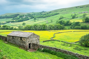 Gunnerside Meadows, Swaledale