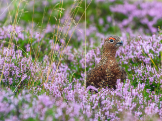 Red Grouse in Heather. Yorkshire Dales