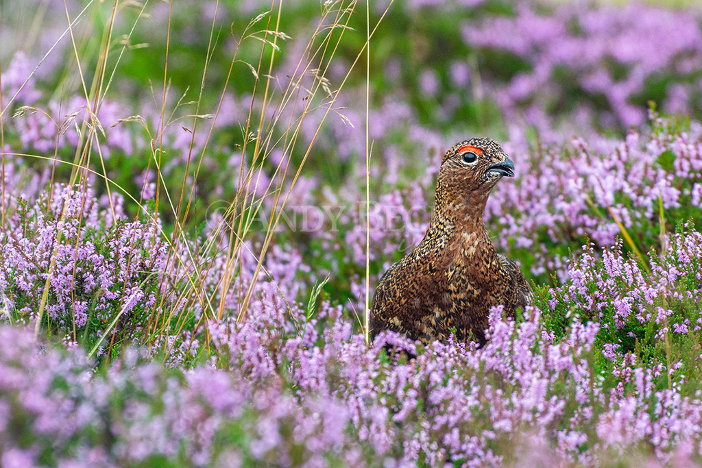 Red Grouse in Heather. Yorkshire Dales