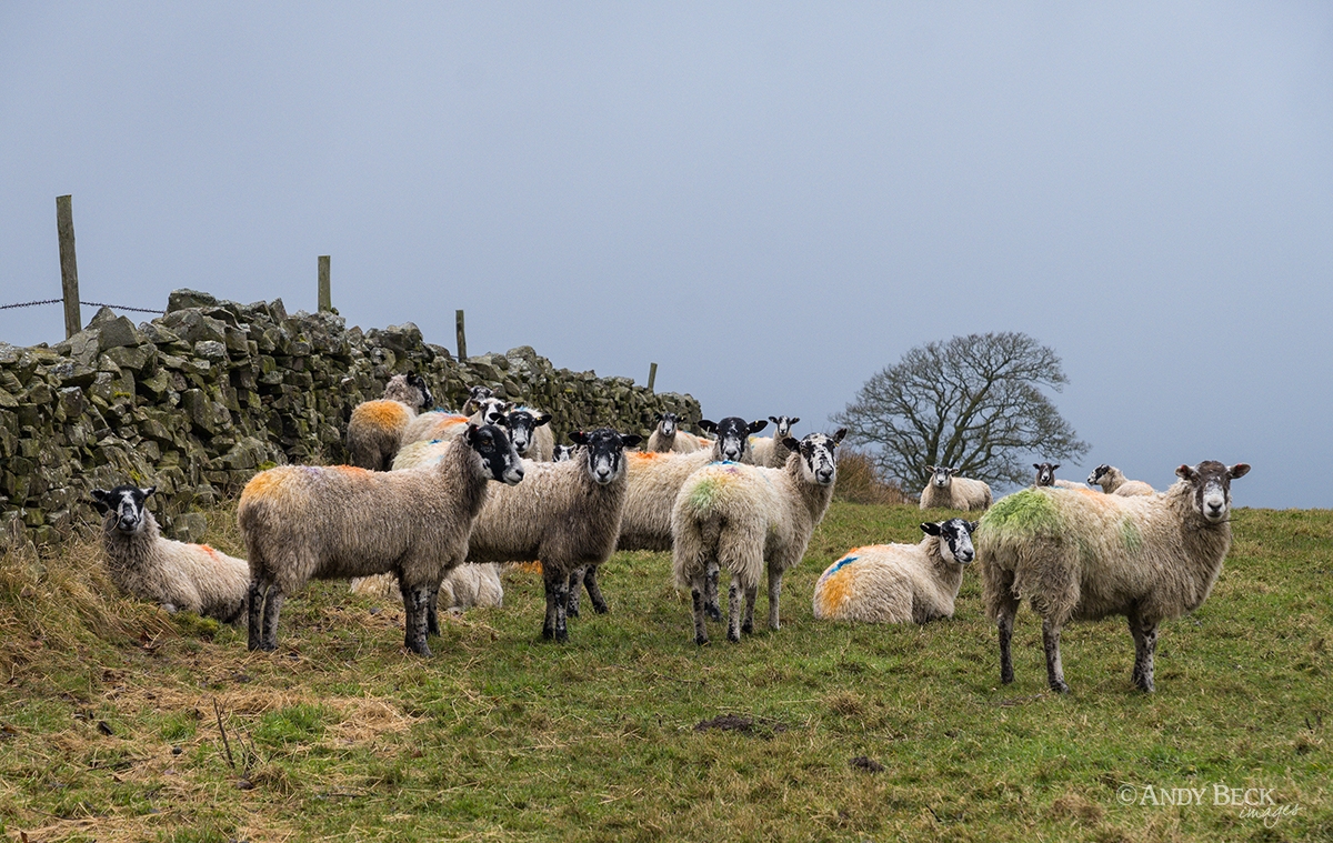 Sheep sheltering