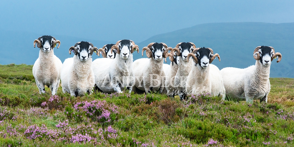 Swaledale Tups (rams) in Heather. Yorkshire Dales