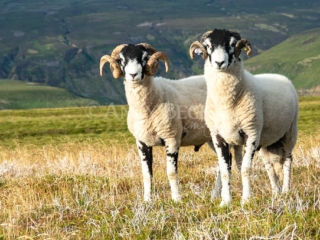 Two Swaledale tups (rams). Yorkshire Dales