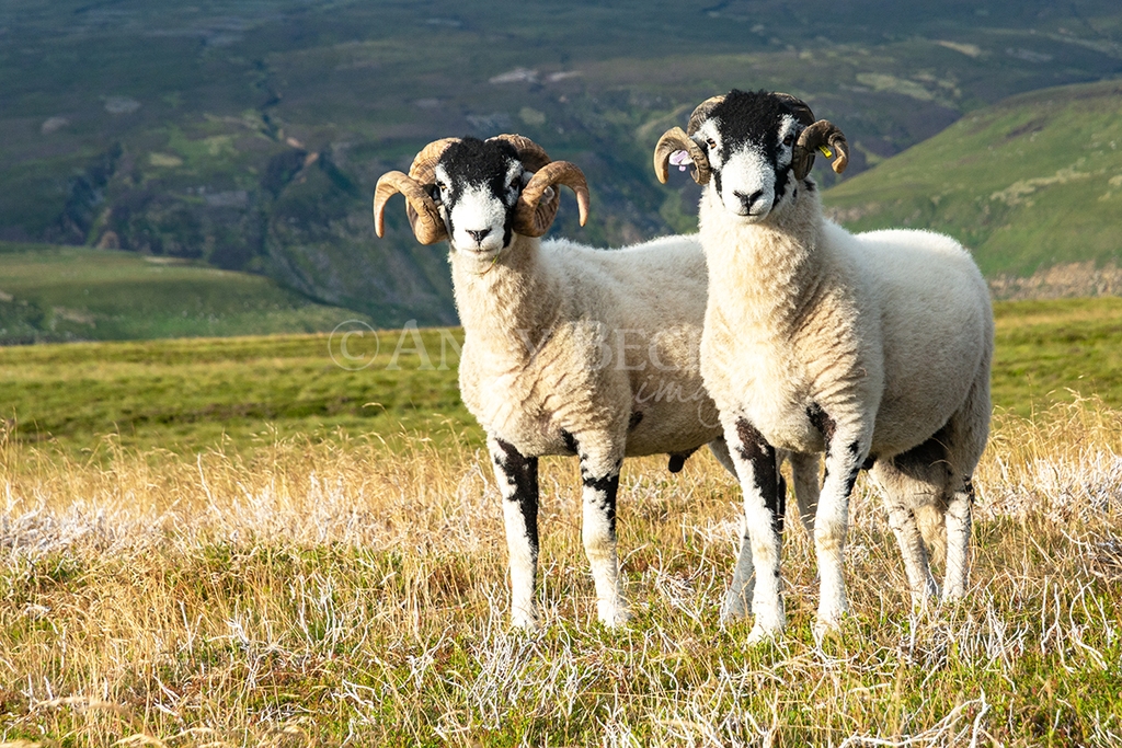 Two Swaledale tups (rams). Yorkshire Dales