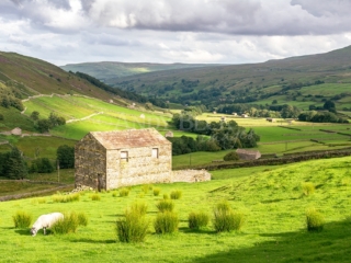 Upper Swaledale Field Barn near Thwaite. Yorkshire Dales