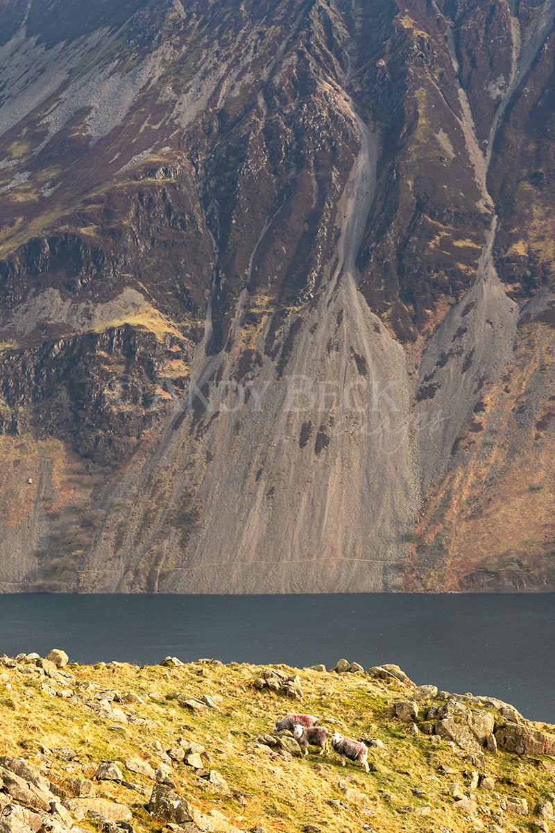 Across Wastwater from the slopes of Middle Fell, Herdwick sheep in the foreground with the Wastwater Screes behind