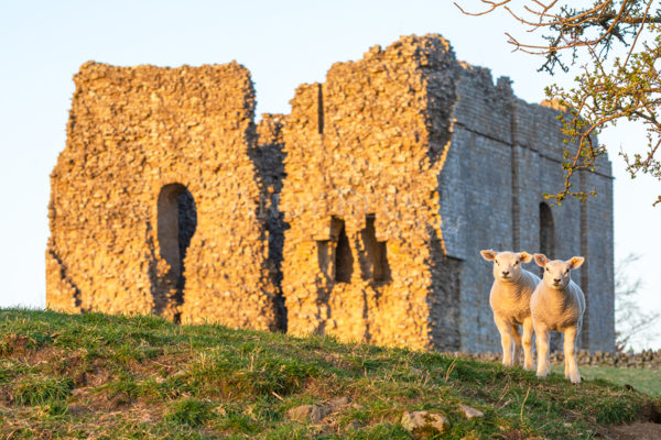 Bowes Castle lambs, two texel sheep lambs in the evening sunshine in front of Bowes Castle, Teesdale
