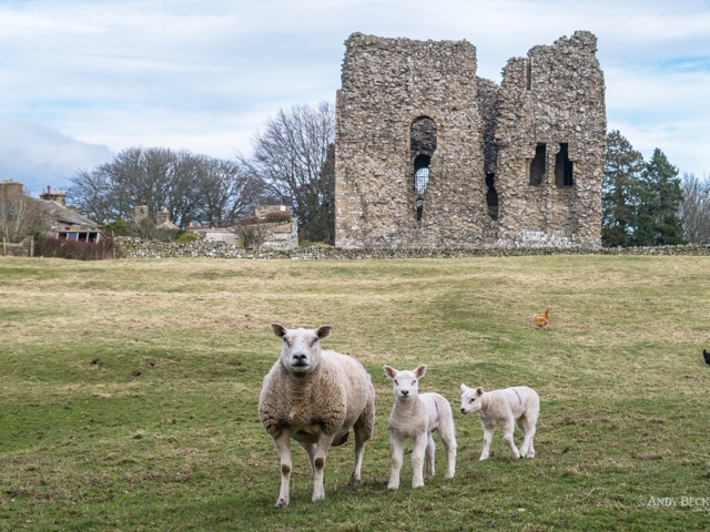 Bowes Castle lambs, Teesdale County Durham