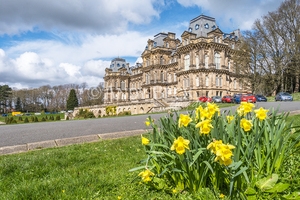Bowes Museum daffodils. The formal gorunds of the Bowes Museum in spring