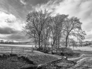 Copse of Trees near Bowes, Teesdale