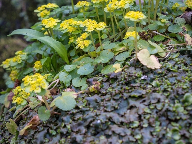 Cross-leaved Golden Saxifrage near Brignall, Teesdale