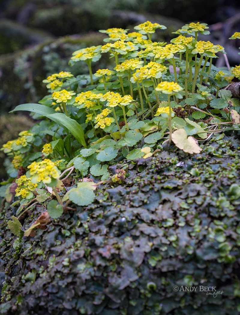 Cross-leaved Golden Saxifrage near Brignall, Teesdale