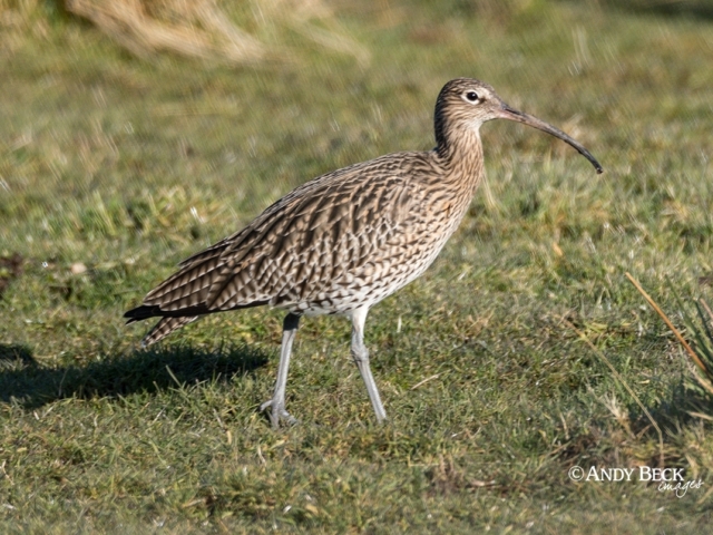Curlew near Bowes, Teesdale