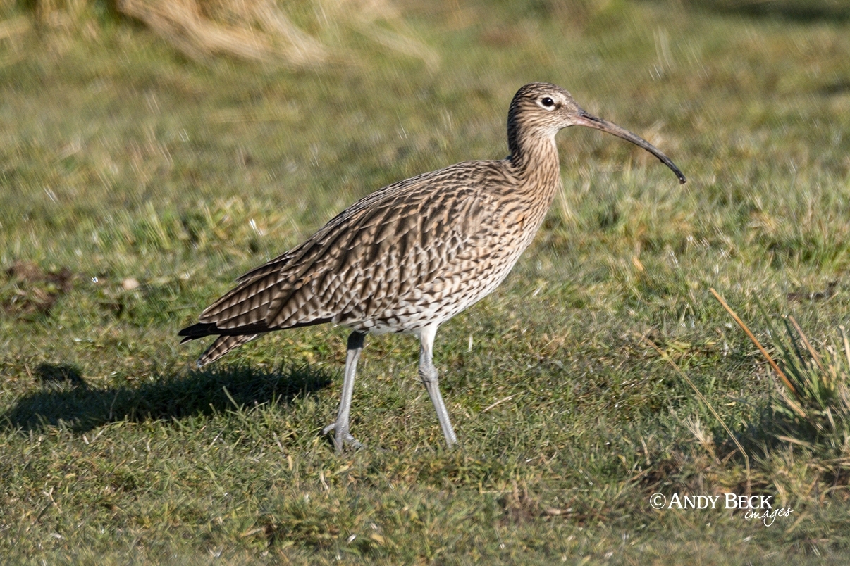 Curlew near Bowes, Teesdale