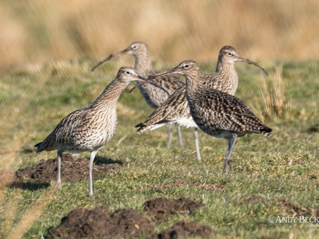 A group of Curlews in the spring sunshine near Bowes, Teesdale