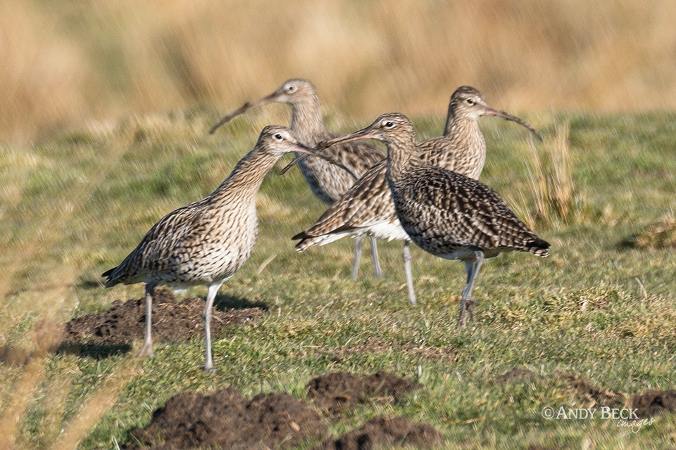 A group of Curlews in the spring sunshine near Bowes, Teesdale