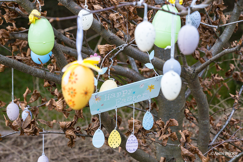 Easter decorations Watch Hill, Setmurthy plantation, Outlying fell