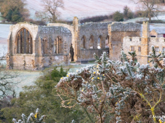 Egglestone Abbey and frosted gorse near Barnard Castle, Teesdale County Durham