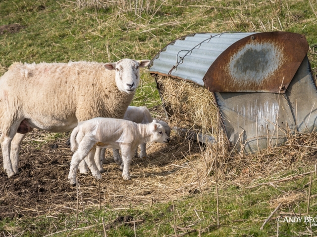 A ewe and her two lambs at a hay rack near Bowes, Teesdale