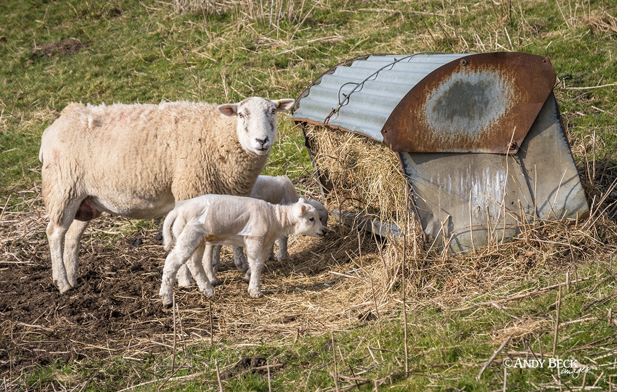 A ewe and her two lambs at a hay rack near Bowes, Teesdale
