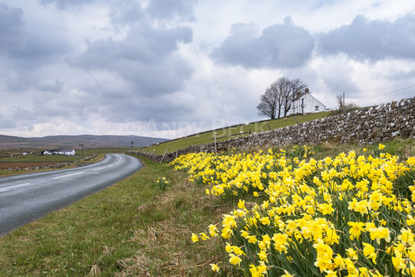 Springtime at Forest in Teesdale, Upper Teesdale County Durham