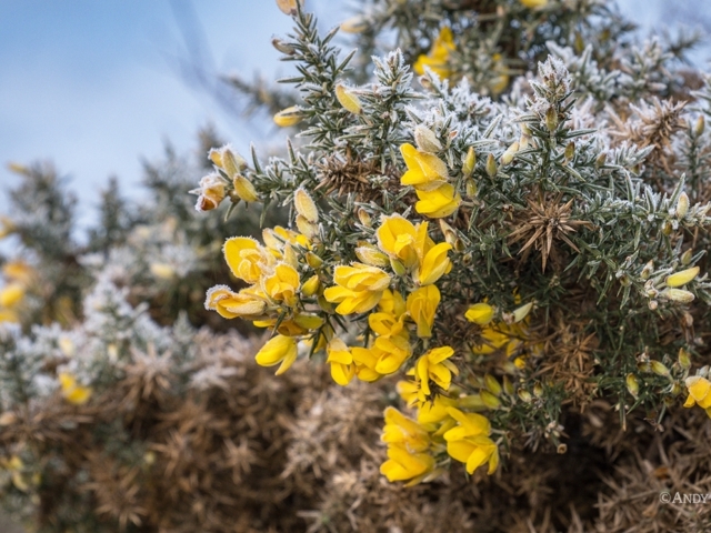 Flowering gorse coated in a frost, Teesdale