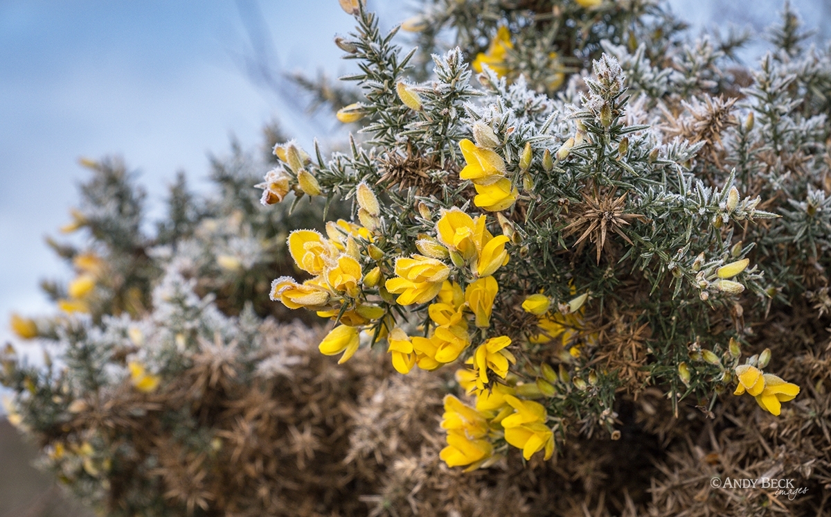 Flowering gorse coated in a frost, Teesdale