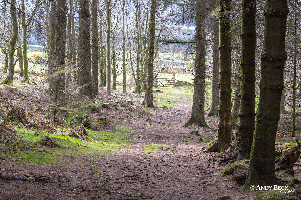 Sethmurhty plantation, Watch Hill, woodland path, Outlying fell