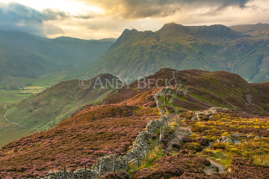 Langdale Heather. Photographic print