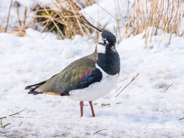 Lapwing in the snow, Upper Teesdale