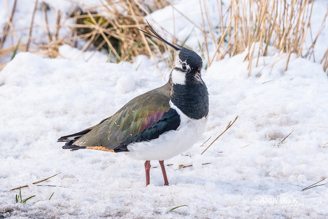 Lapwing in the snow, Upper Teesdale