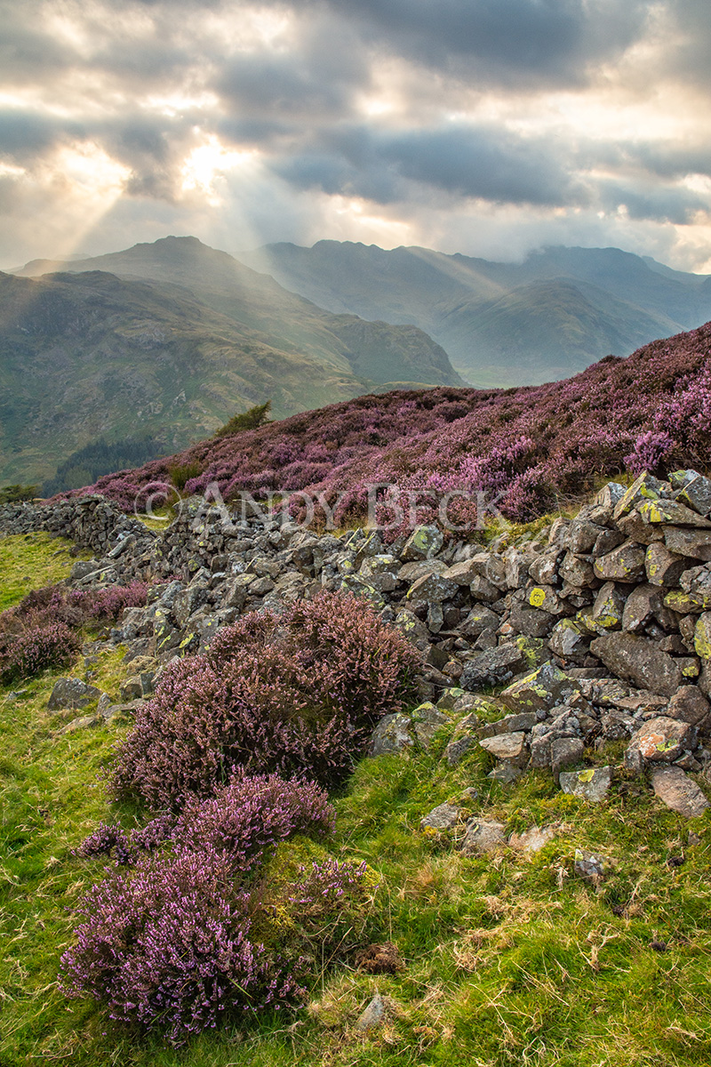 Pike o' Blisco from Lingmoor fell. Shafts of late afternoon light on the heather covered fells