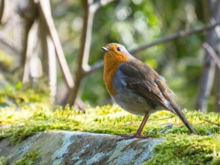 Just a Robin on a wall in the sunshine
