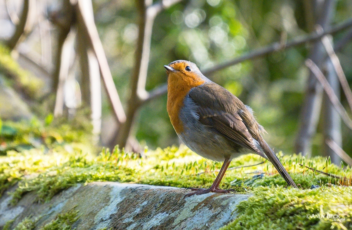 Just a Robin on a wall in the sunshine