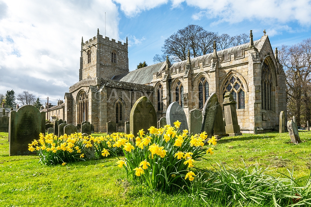 Romaldkirk Church at springtime, daffodils bloom in the churchyard. Teesdale church