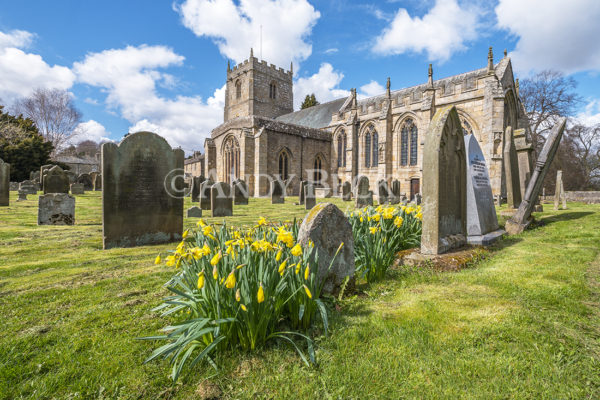 Romaldkirk Church in April with the daffodils on bloom