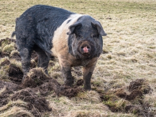 Saddleback pig at Bowes Teesdale