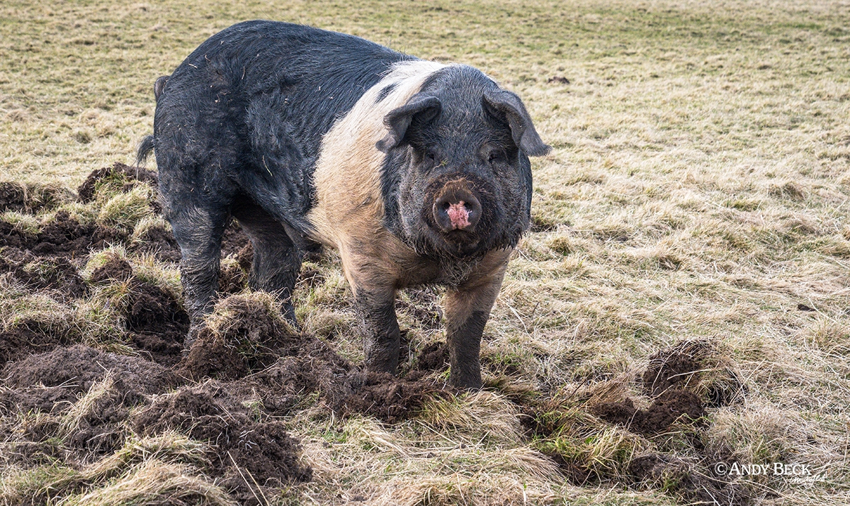 Saddleback pig at Bowes Teesdale