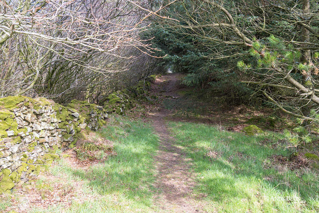 Setmurthy Plantation, Setmurthy Common, Wainwright Outlying fell,