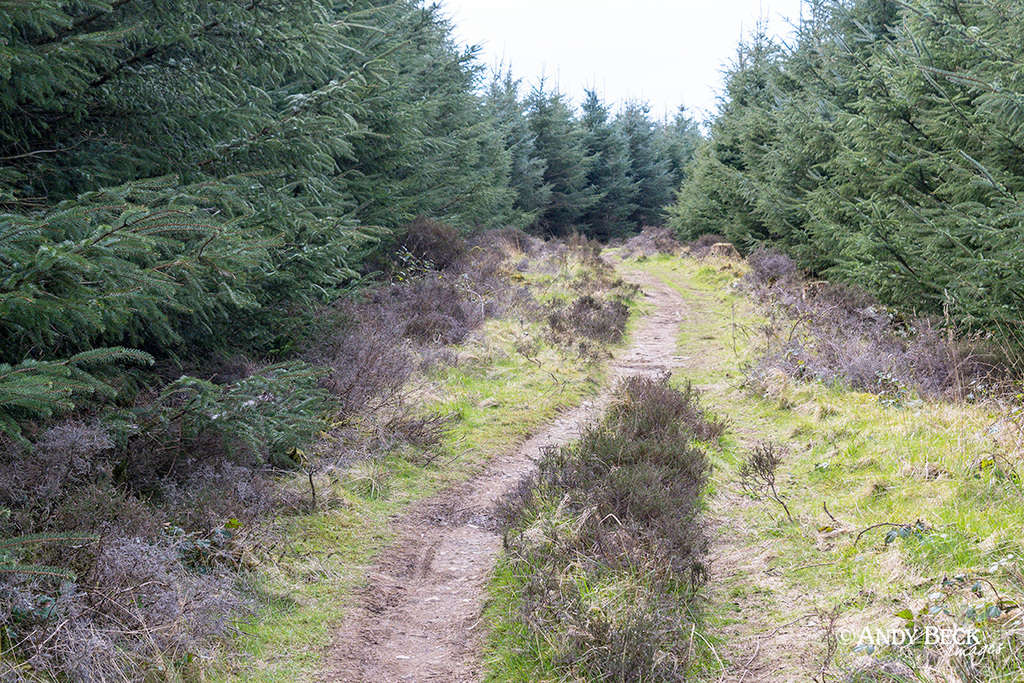 Path through Setmurthy Plantation near Watch Hill, Outlying Fell