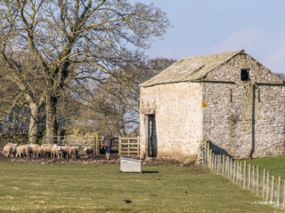 Shepherd tending his flock, Gilmonby Teesdale