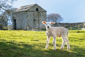 Spring lamb in the sunshine, Gilmonby, Teesdale, County Durham