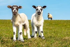 Spring lambs Teesdale, Two new lambs in Teesdale County Durham