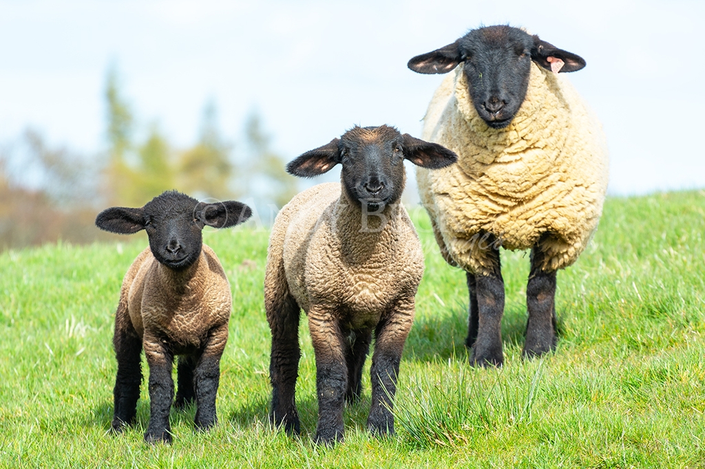 Suffolk sheep, A Suffolk ewe and lambs on the green grass of springtime